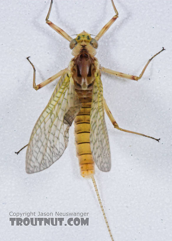 Female Maccaffertium (March Browns and Cahills) Mayfly Dun from the Namekagon River in Wisconsin