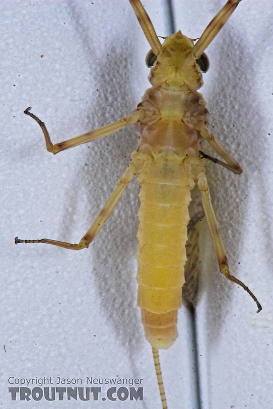 Female Maccaffertium (March Browns and Cahills) Mayfly Dun from the Namekagon River in Wisconsin