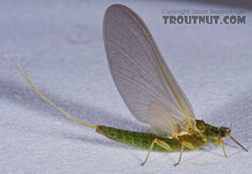 Female Attenella attenuata (Small Eastern Blue-Winged Olive) Mayfly Dun from the Namekagon River in Wisconsin