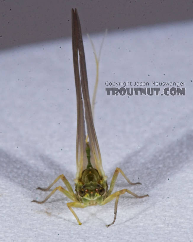 Female Attenella attenuata (Small Eastern Blue-Winged Olive) Mayfly Dun from the Namekagon River in Wisconsin