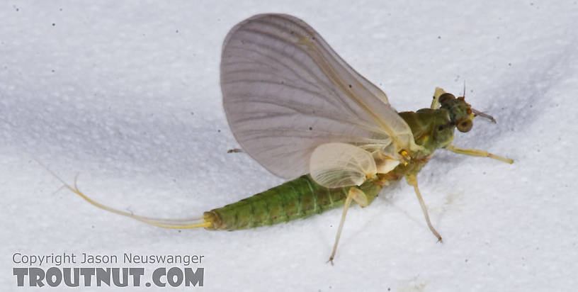 Female Attenella attenuata (Small Eastern Blue-Winged Olive) Mayfly Dun from the Namekagon River in Wisconsin