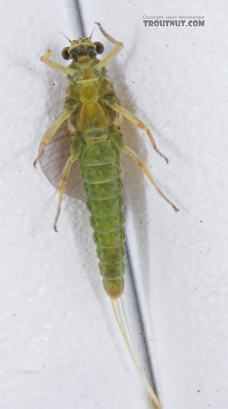 Female Attenella attenuata (Small Eastern Blue-Winged Olive) Mayfly Dun from the Namekagon River in Wisconsin