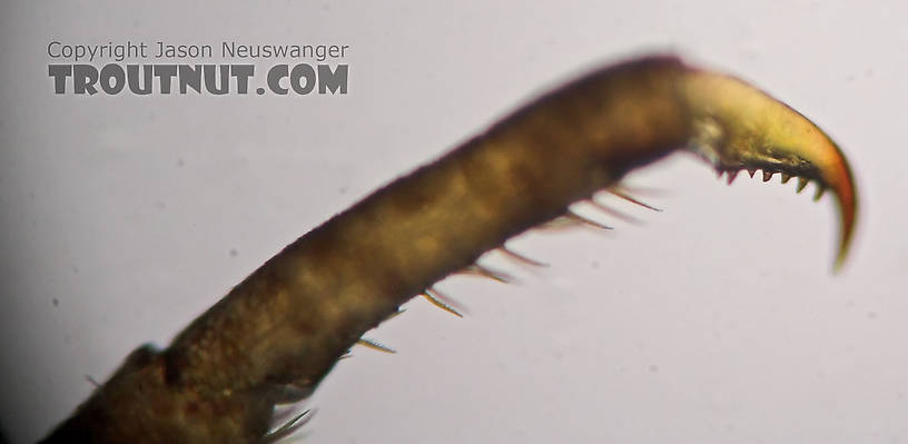 The fore tarsal claw has 7 denticles.  Ephemerella needhami (Little Dark Hendrickson) Mayfly Nymph from the Namekagon River in Wisconsin