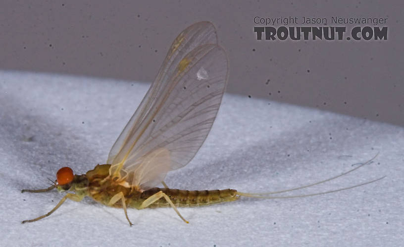 Male Attenella attenuata (Small Eastern Blue-Winged Olive) Mayfly Dun from the Namekagon River in Wisconsin