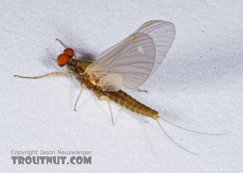 Male Attenella attenuata (Small Eastern Blue-Winged Olive) Mayfly Dun from the Namekagon River in Wisconsin