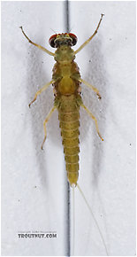 Male Attenella attenuata (Small Eastern Blue-Winged Olive) Mayfly Dun