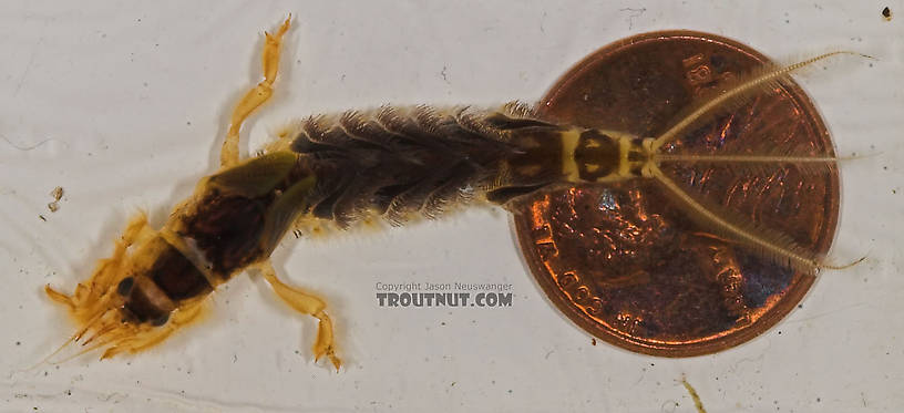 Hexagenia limbata (Hex) Mayfly Nymph from the Namekagon River in Wisconsin