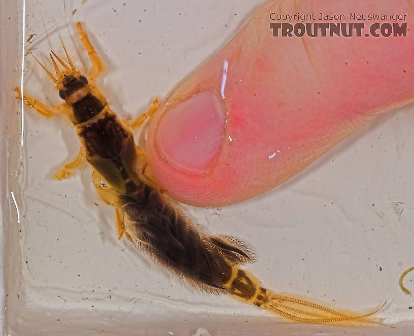 Hexagenia limbata (Hex) Mayfly Nymph from the Namekagon River in Wisconsin