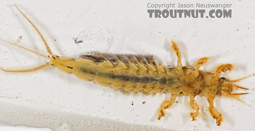 Hexagenia limbata (Hex) Mayfly Nymph from the Namekagon River in Wisconsin