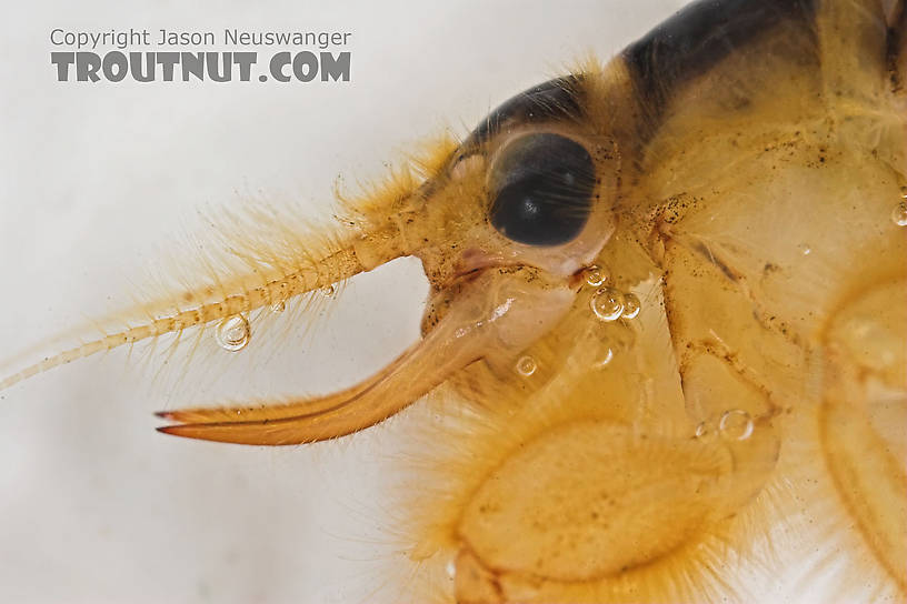 Hexagenia limbata (Hex) Mayfly Nymph from the Namekagon River in Wisconsin