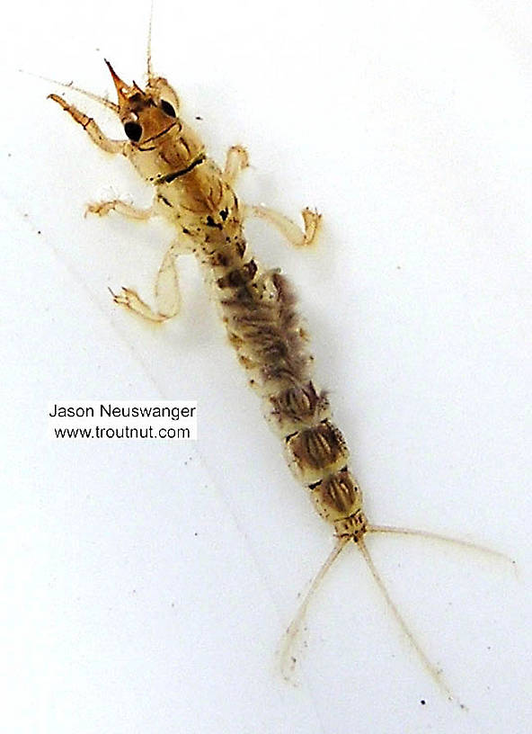 Ephemera simulans (Brown Drake) Mayfly Nymph from the Namekagon River in Wisconsin