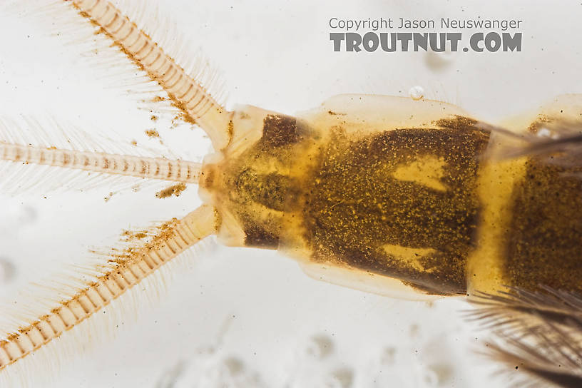 Hexagenia limbata (Hex) Mayfly Nymph from the Namekagon River in Wisconsin