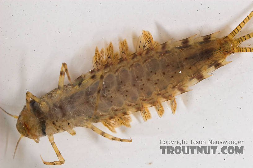 Siphlonurus alternatus (Gray Drake) Mayfly Nymph from the Namekagon River in Wisconsin