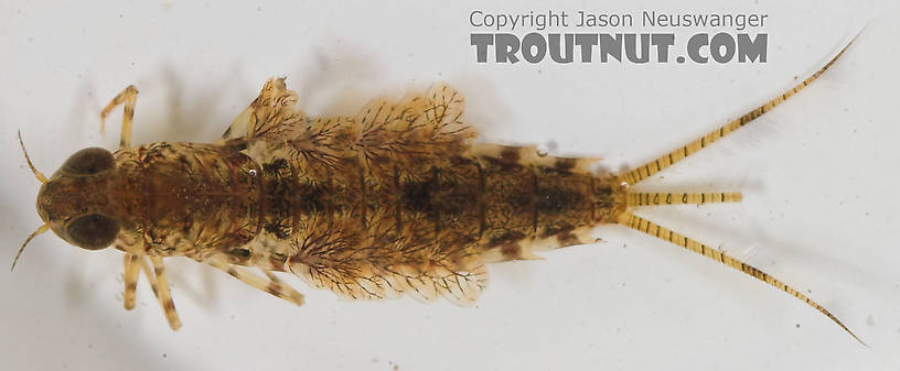 Siphlonurus alternatus (Gray Drake) Mayfly Nymph from the Namekagon River in Wisconsin