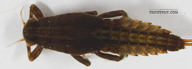 Ephemerella needhami (Little Dark Hendrickson) Mayfly Nymph from the Namekagon River in Wisconsin