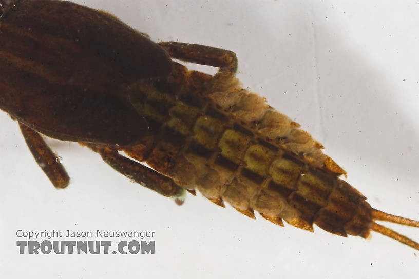 Ephemerella needhami (Little Dark Hendrickson) Mayfly Nymph from the Namekagon River in Wisconsin