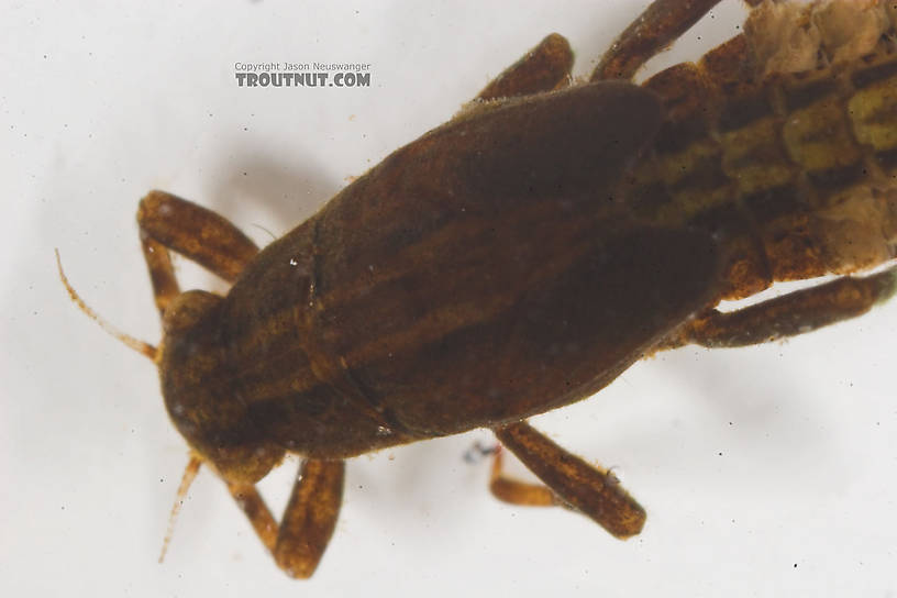 Ephemerella needhami (Little Dark Hendrickson) Mayfly Nymph from the Namekagon River in Wisconsin