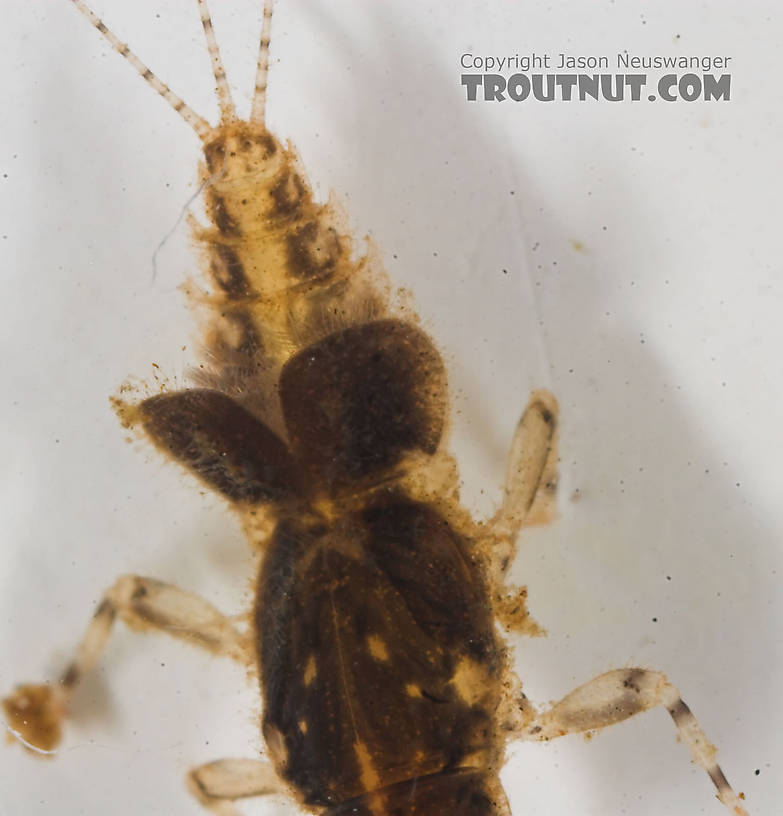 Caenis (Angler's Curses) Mayfly Nymph from the Namekagon River in Wisconsin