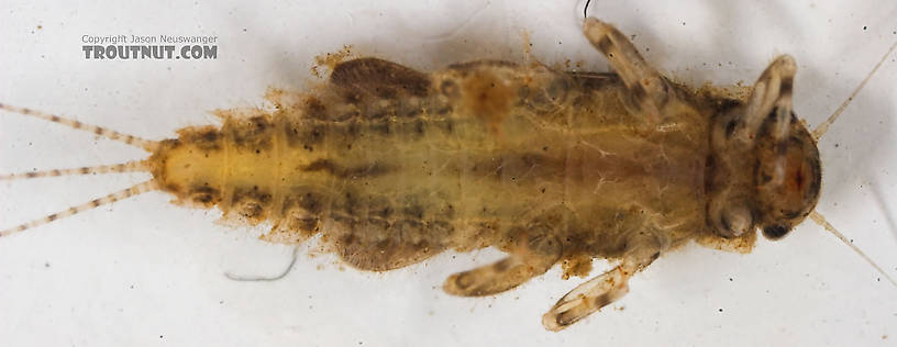 Caenis (Angler's Curses) Mayfly Nymph from the Namekagon River in Wisconsin