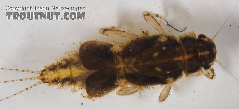 Caenis (Angler's Curses) Mayfly Nymph from the Namekagon River in Wisconsin