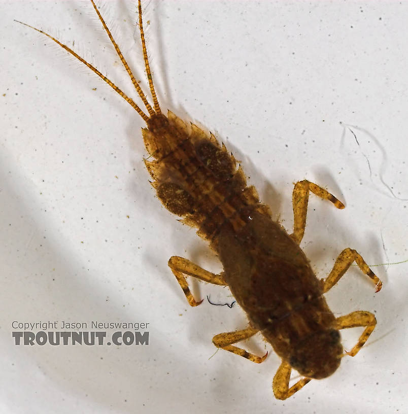 Eurylophella (Chocolate Duns) Mayfly Nymph from the Namekagon River in Wisconsin