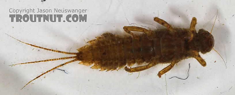 Eurylophella (Chocolate Duns) Mayfly Nymph from the Namekagon River in Wisconsin