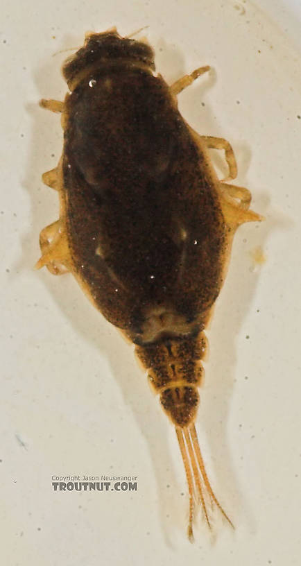 Baetisca laurentina (Armored Mayfly) Mayfly Nymph from the Namekagon River in Wisconsin