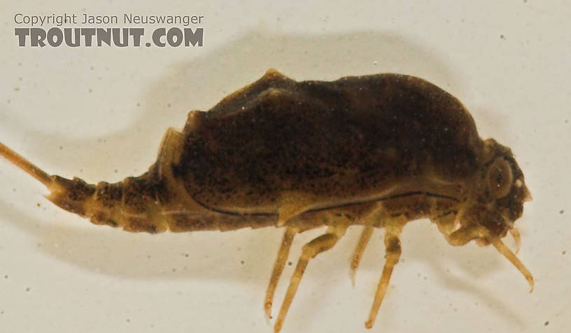 Baetisca laurentina (Armored Mayfly) Mayfly Nymph from the Namekagon River in Wisconsin