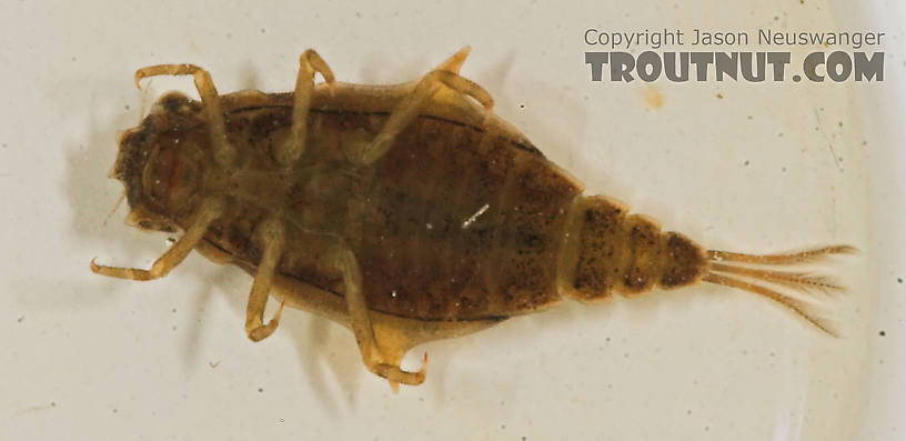 Baetisca laurentina (Armored Mayfly) Mayfly Nymph from the Namekagon River in Wisconsin