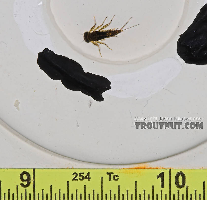 Leucrocuta hebe (Little Yellow Quill) Mayfly Nymph from the Bois Brule River in Wisconsin