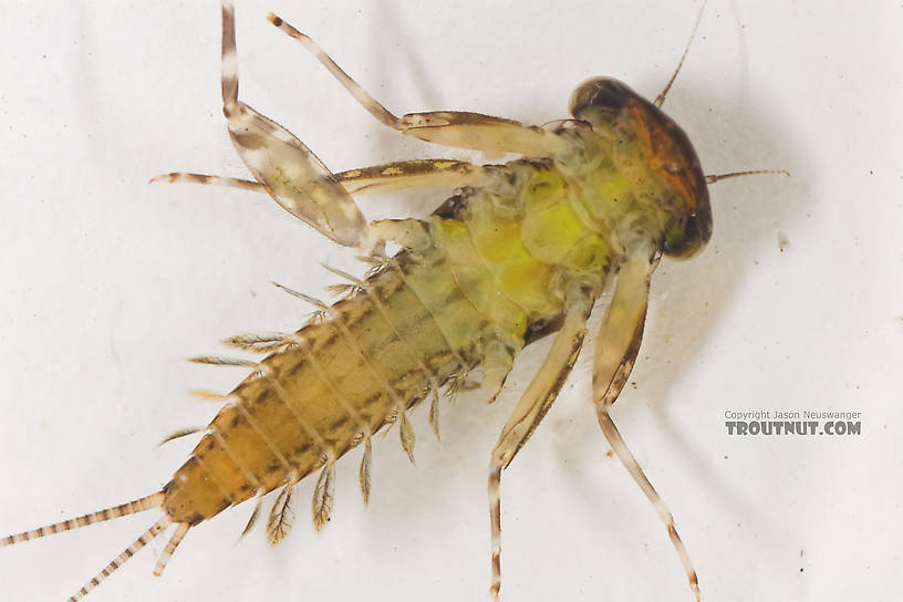 Leucrocuta hebe (Little Yellow Quill) Mayfly Nymph from the Bois Brule River in Wisconsin