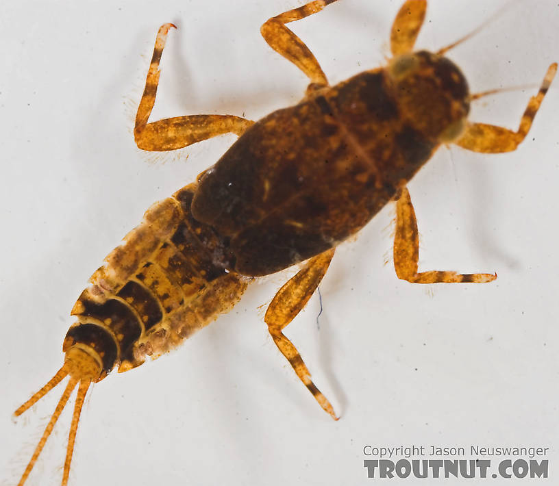 Ephemerella excrucians (Pale Morning Dun) Mayfly Nymph from the Bois Brule River in Wisconsin