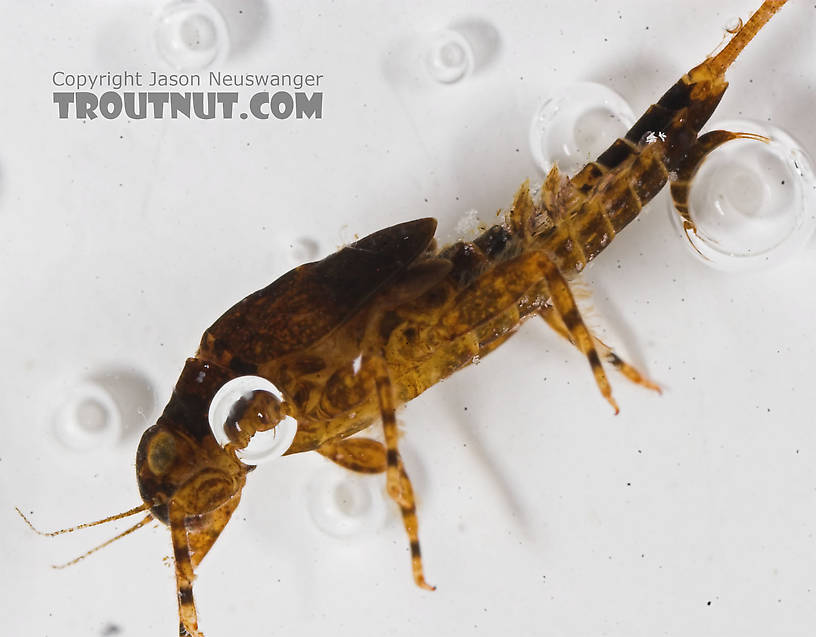 Ephemerella excrucians (Pale Morning Dun) Mayfly Nymph from the Bois Brule River in Wisconsin