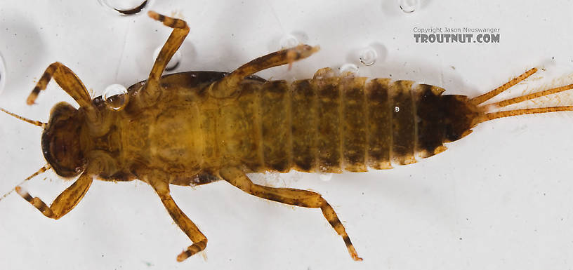 Ephemerella excrucians (Pale Morning Dun) Mayfly Nymph from the Bois Brule River in Wisconsin