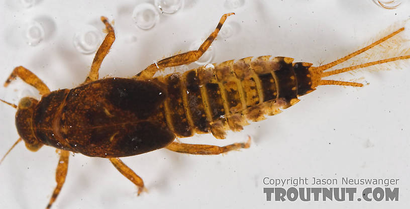 Ephemerella excrucians (Pale Morning Dun) Mayfly Nymph from the Bois Brule River in Wisconsin