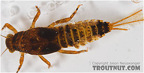 Ephemerella excrucians (Pale Morning Dun) Mayfly Nymph