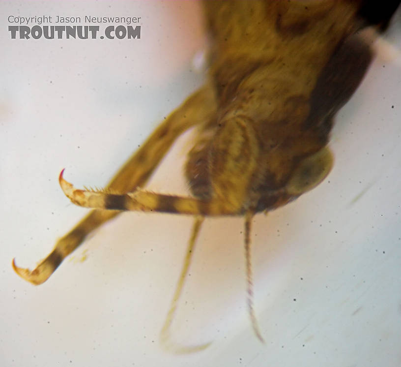 Ephemerella excrucians (Pale Morning Dun) Mayfly Nymph from the Bois Brule River in Wisconsin