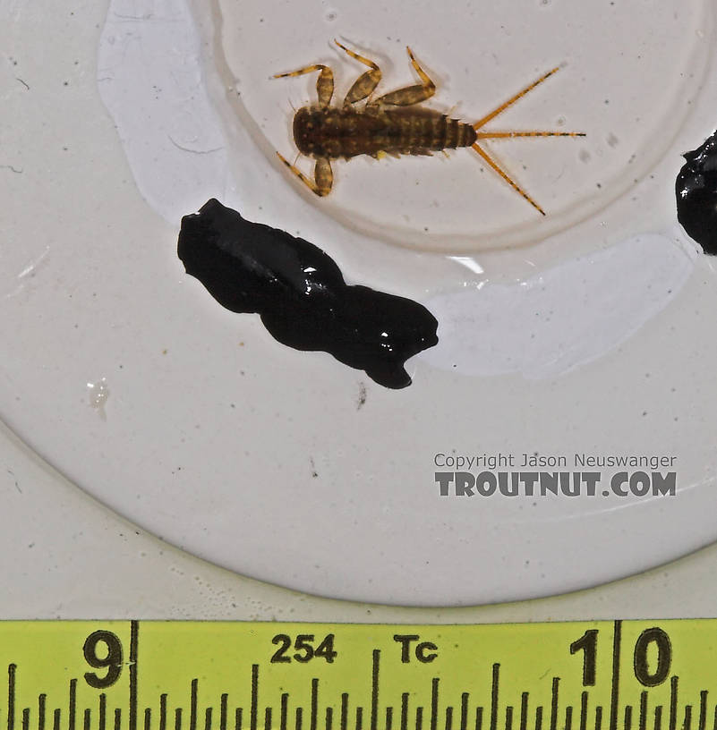 Maccaffertium vicarium (March Brown) Mayfly Nymph from the Bois Brule River in Wisconsin