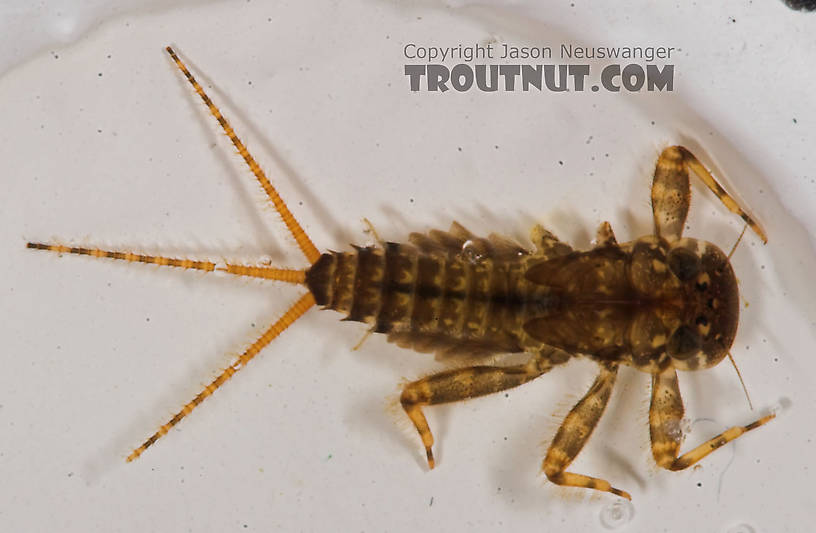 Maccaffertium vicarium (March Brown) Mayfly Nymph from the Bois Brule River in Wisconsin