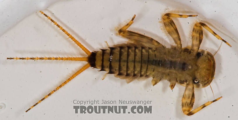 Maccaffertium vicarium (March Brown) Mayfly Nymph from the Bois Brule River in Wisconsin