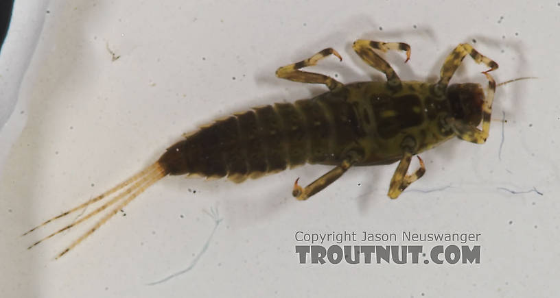 Ephemerella needhami (Little Dark Hendrickson) Mayfly Nymph from the Bois Brule River in Wisconsin