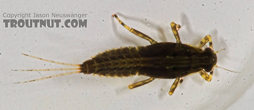 Ephemerella needhami (Little Dark Hendrickson) Mayfly Nymph from the Bois Brule River in Wisconsin