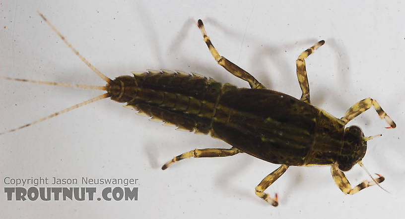 Ephemerella needhami (Little Dark Hendrickson) Mayfly Nymph from the Bois Brule River in Wisconsin