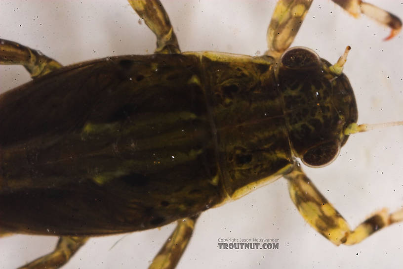 Ephemerella needhami (Little Dark Hendrickson) Mayfly Nymph from the Bois Brule River in Wisconsin