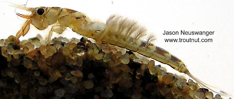 Ephemera simulans (Brown Drake) Mayfly Nymph from unknown in Wisconsin