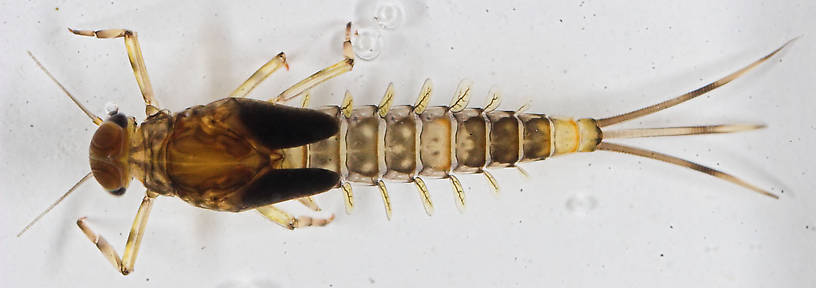 Male Baetidae (Blue-Winged Olives) Mayfly Nymph from the Bois Brule River in Wisconsin