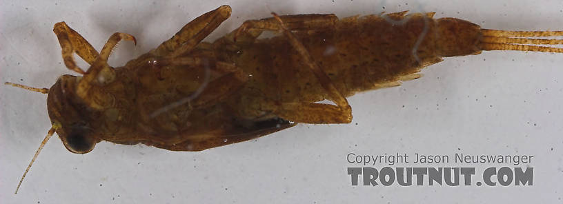 Ephemerella needhami (Little Dark Hendrickson) Mayfly Nymph from the Bois Brule River in Wisconsin