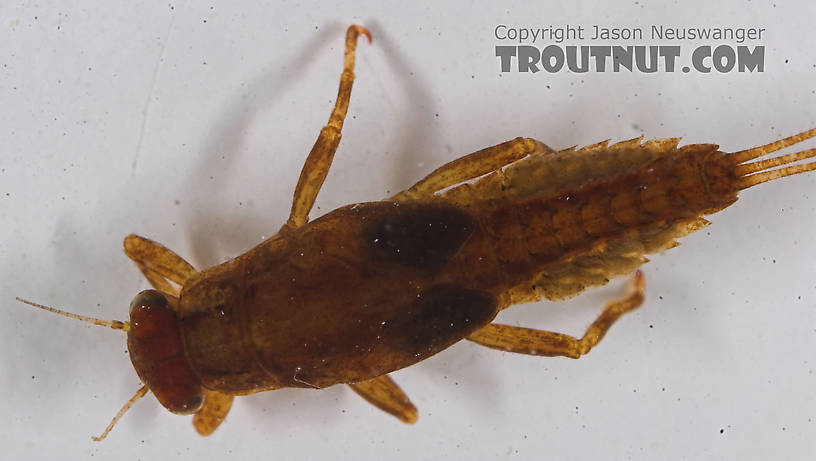 Ephemerella needhami (Little Dark Hendrickson) Mayfly Nymph from the Bois Brule River in Wisconsin