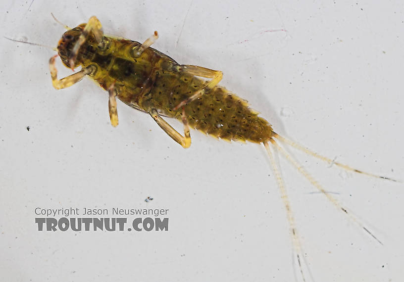 Ephemerella needhami (Little Dark Hendrickson) Mayfly Nymph from the Bois Brule River in Wisconsin