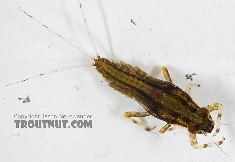 Ephemerella needhami (Little Dark Hendrickson) Mayfly Nymph from the Bois Brule River in Wisconsin